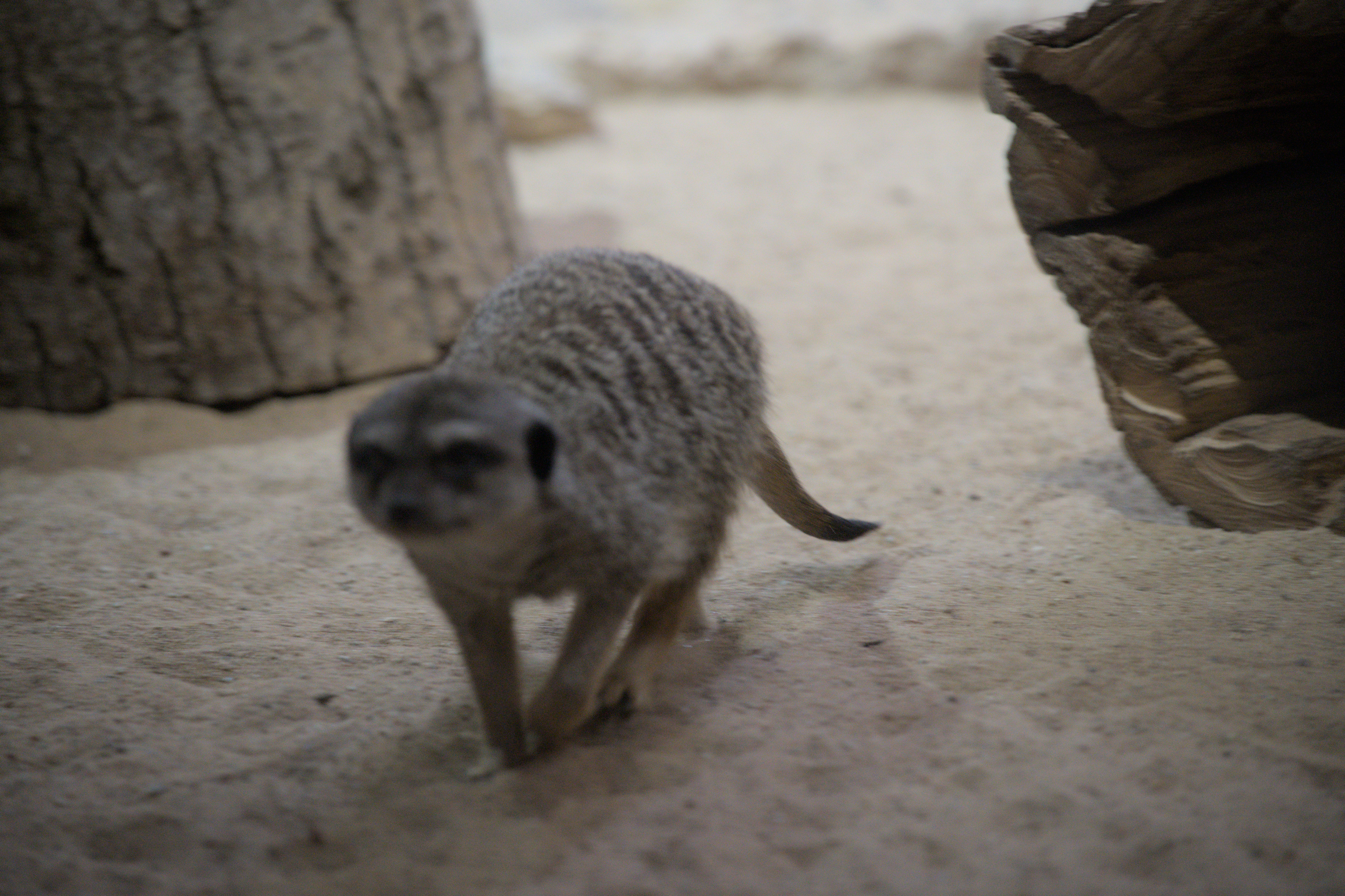 2025/10/12 - zoo/DSC_0324.jpg